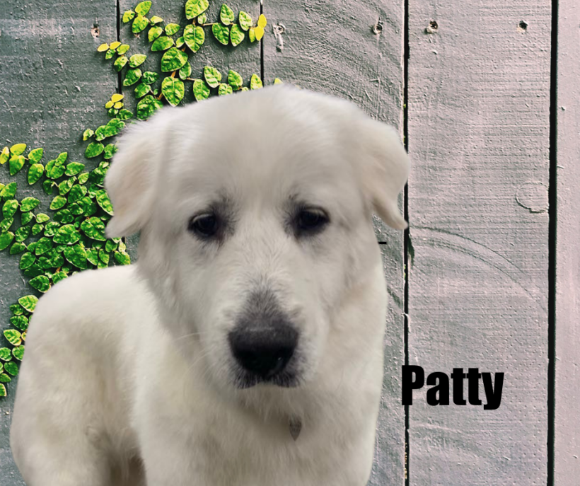 Patty