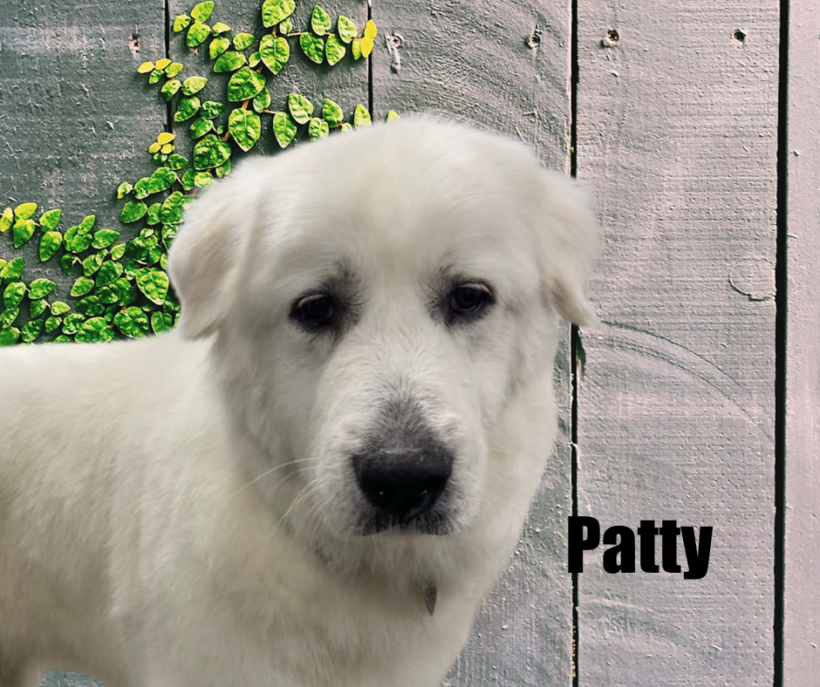 Patty