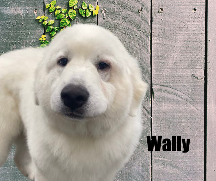 Wally and Holly