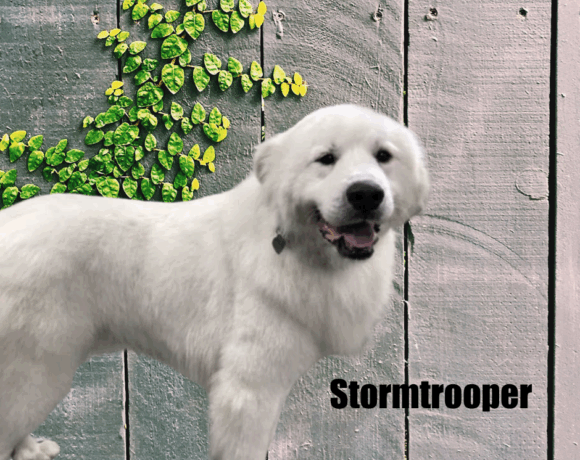 Stormtrooper