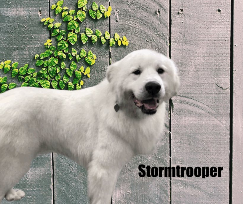 Stormtrooper