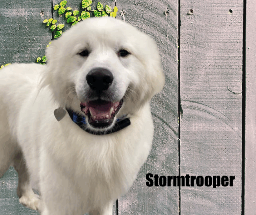 Stormtrooper