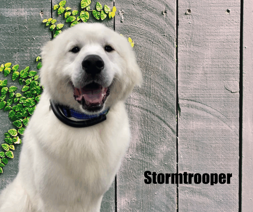 Stormtrooper