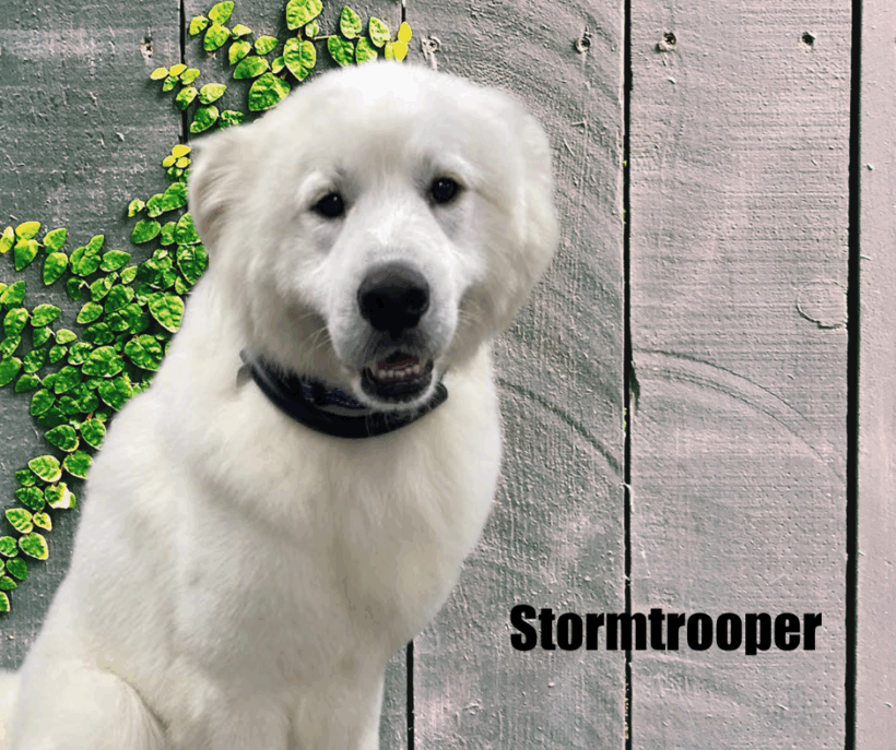 Stormtrooper