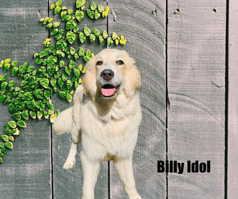 Billy Idol Billy Idol