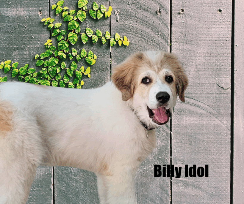 Billy Idol