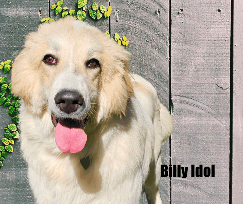 Billy Idol Billy Idol