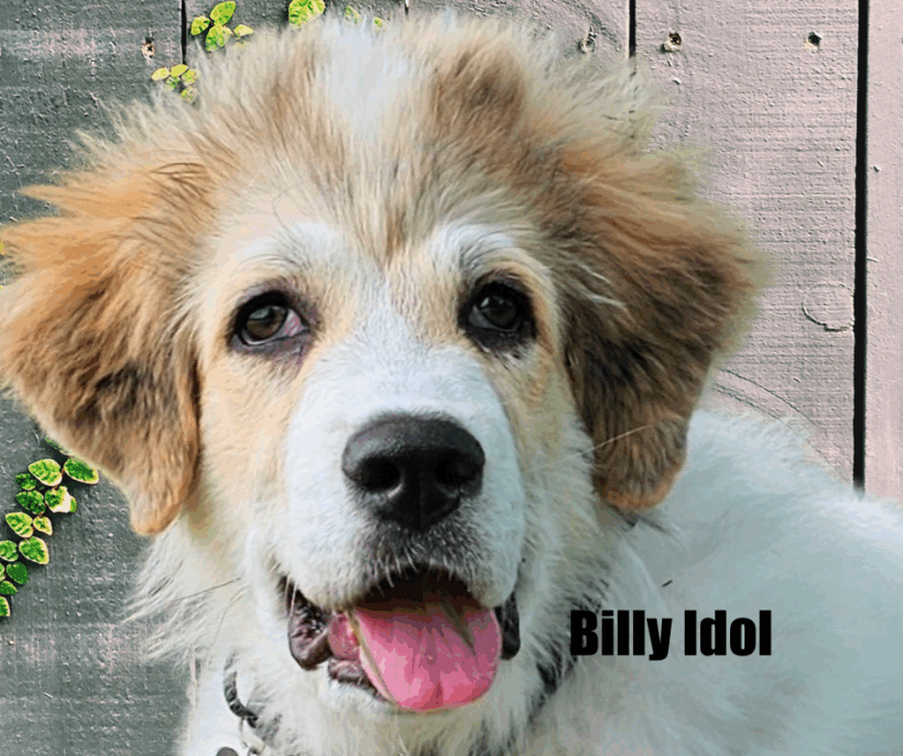 Billy Idol