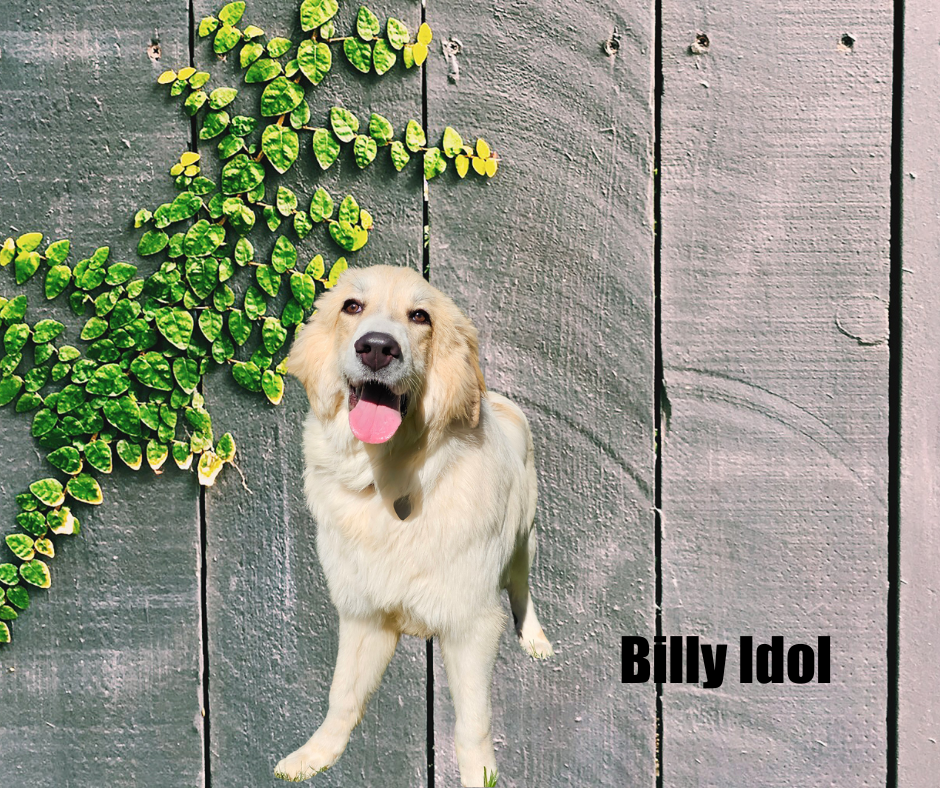 Billy Idol Billy Idol