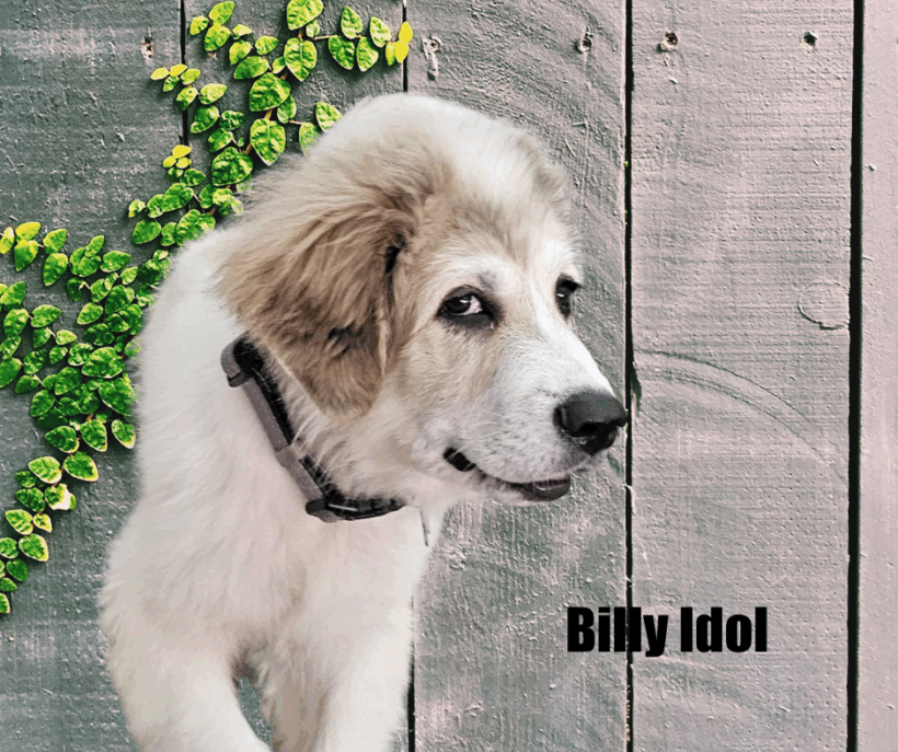 Billy Idol