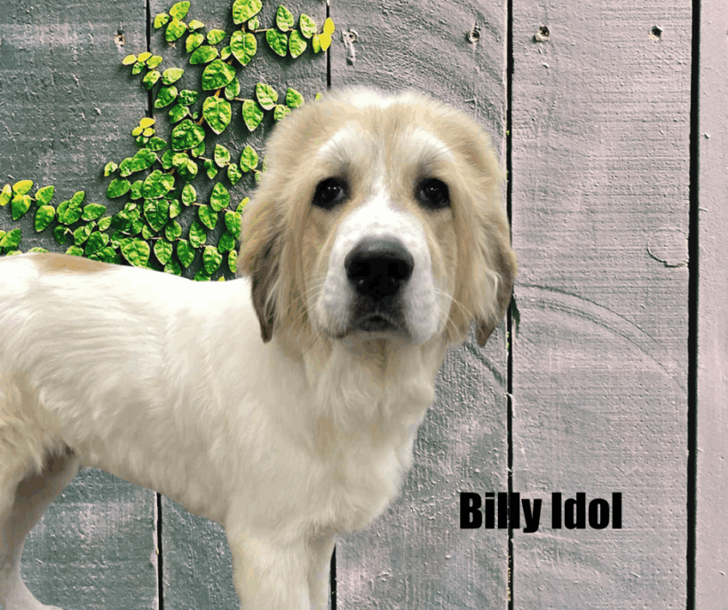 Billy Idol