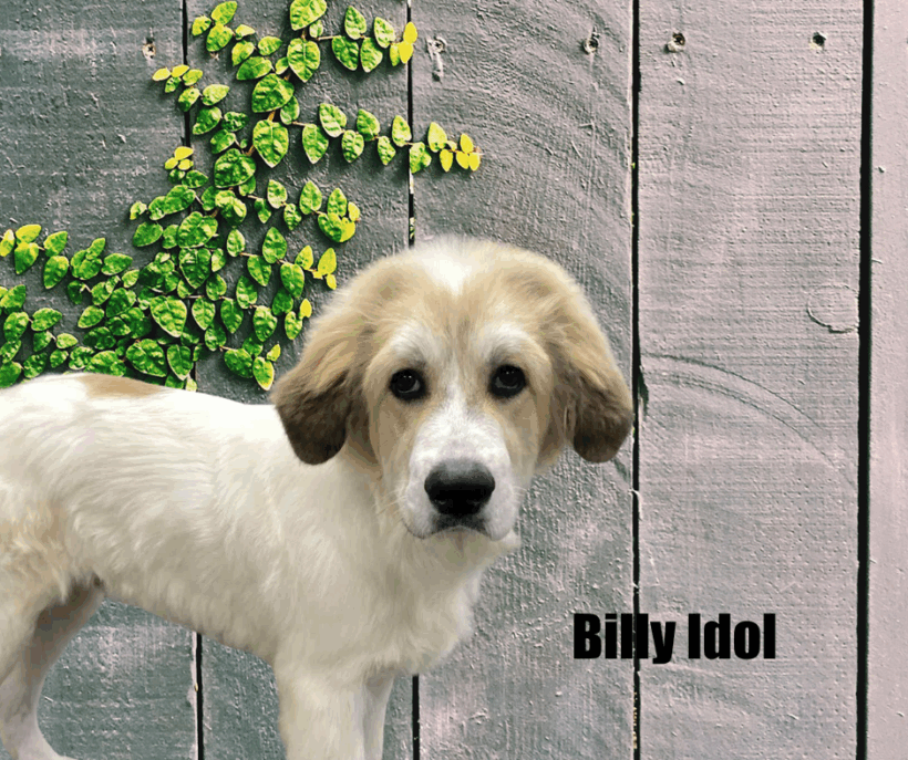 Billy Idol