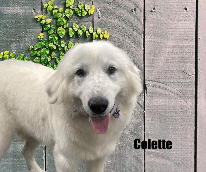 Colette
