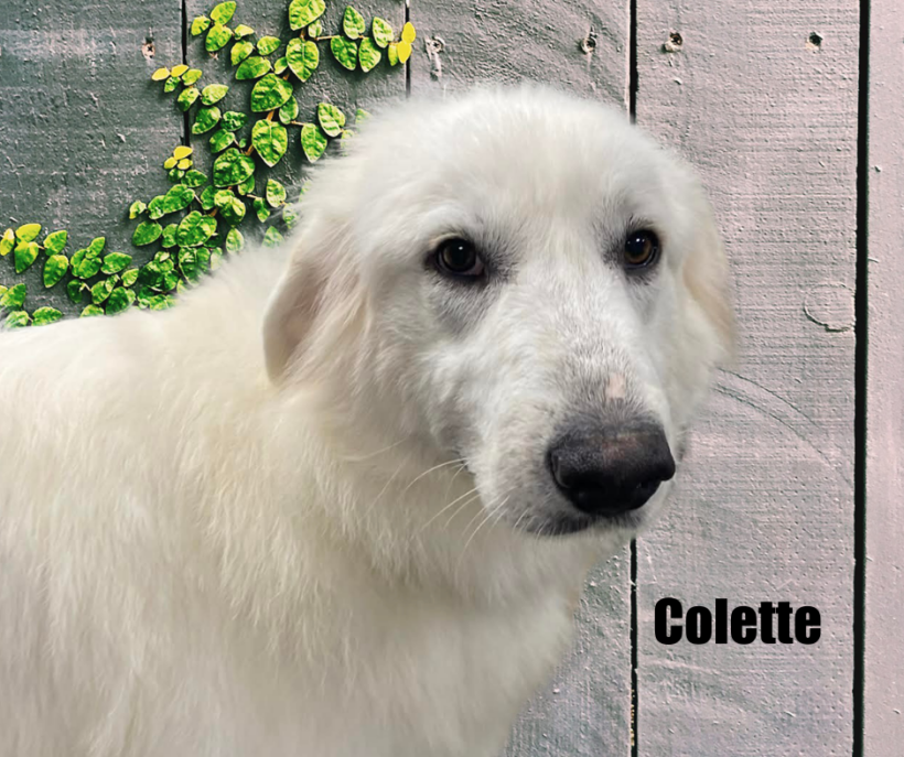 Colette