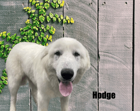 Hodge