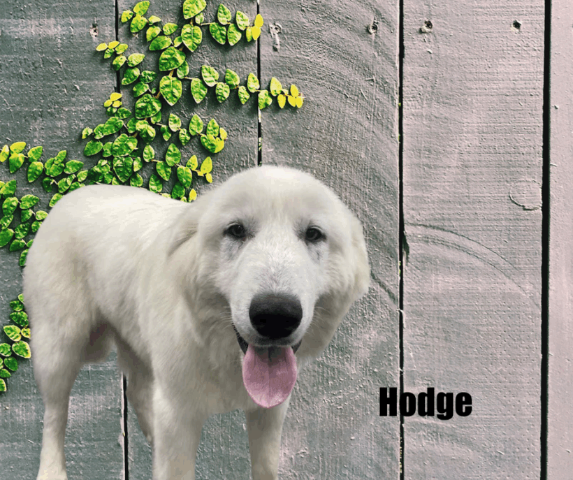 Hodge