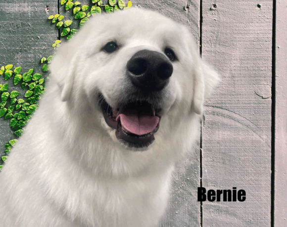 Bernie