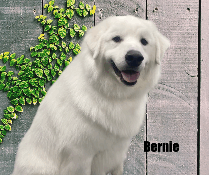 Bernie
