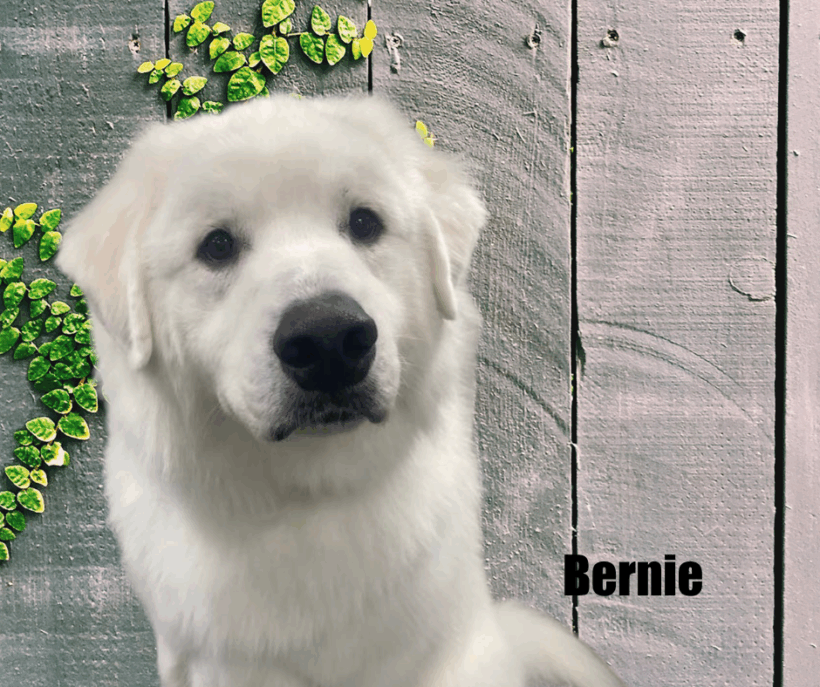 Bernie