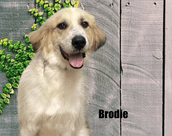 Brodie