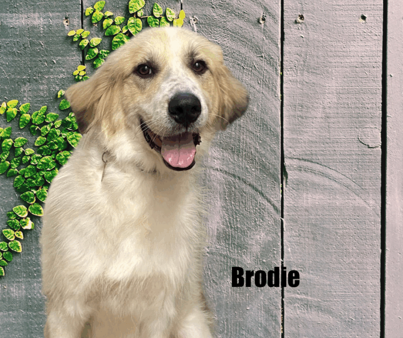 Brodie