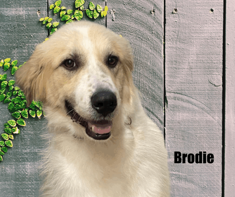 Brodie