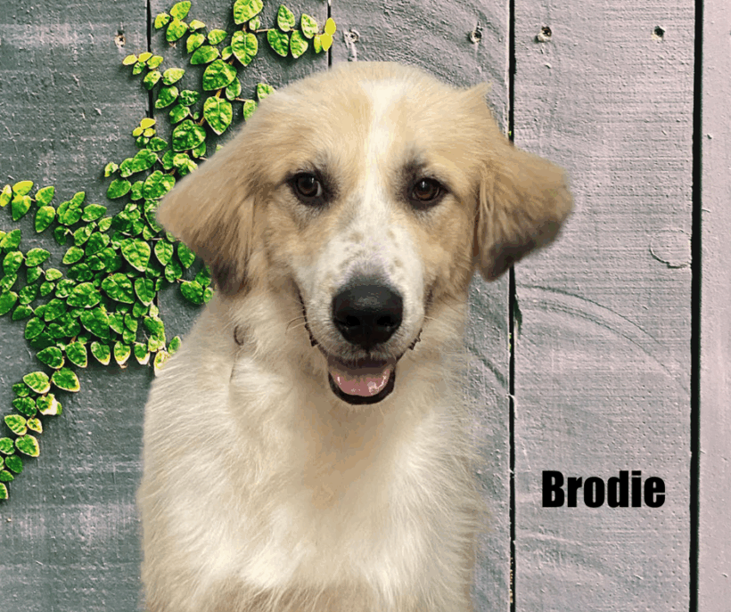 Brodie