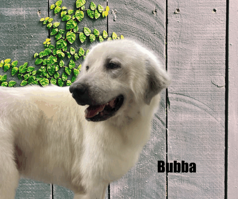Bubba