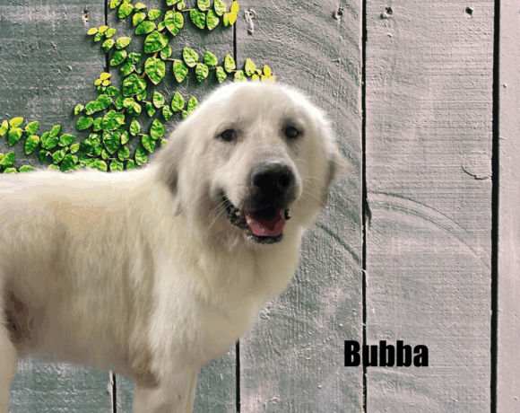 Bubba
