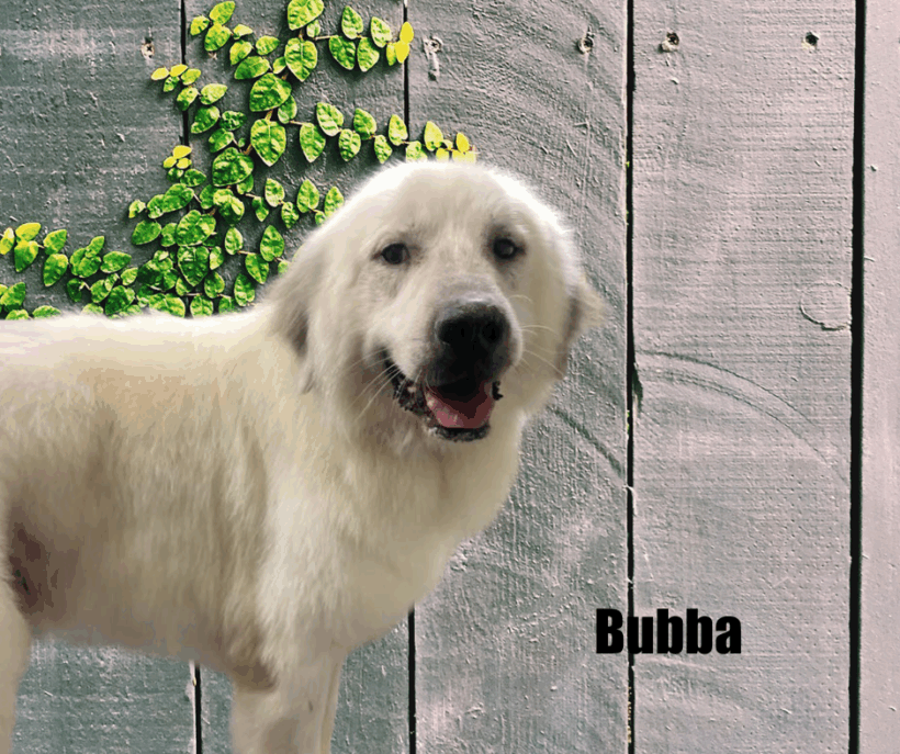 Bubba