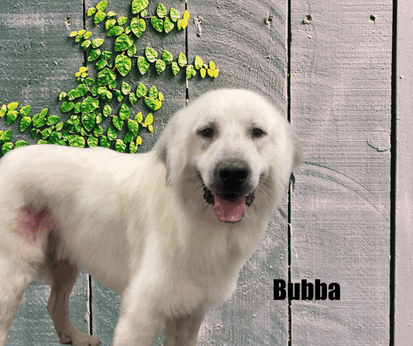 Bubba