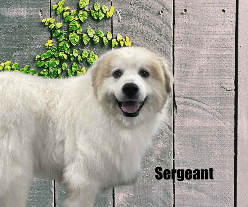 Sergeant