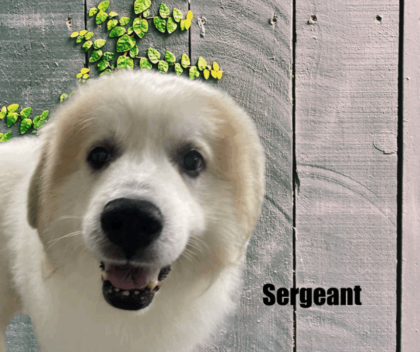 Sergeant