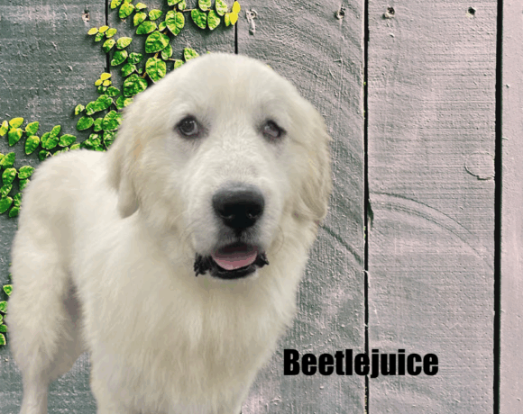Beetlejuice