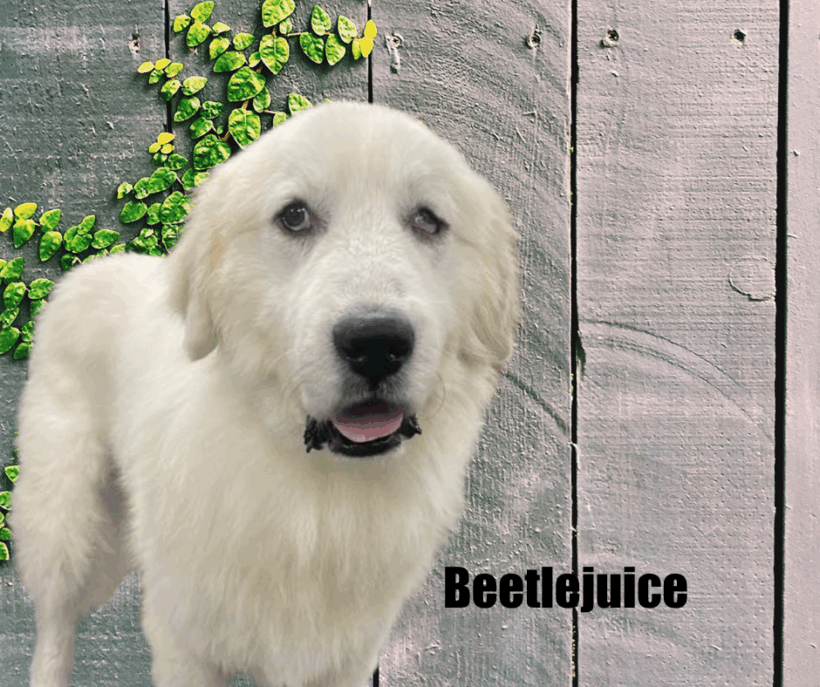 Beetlejuice