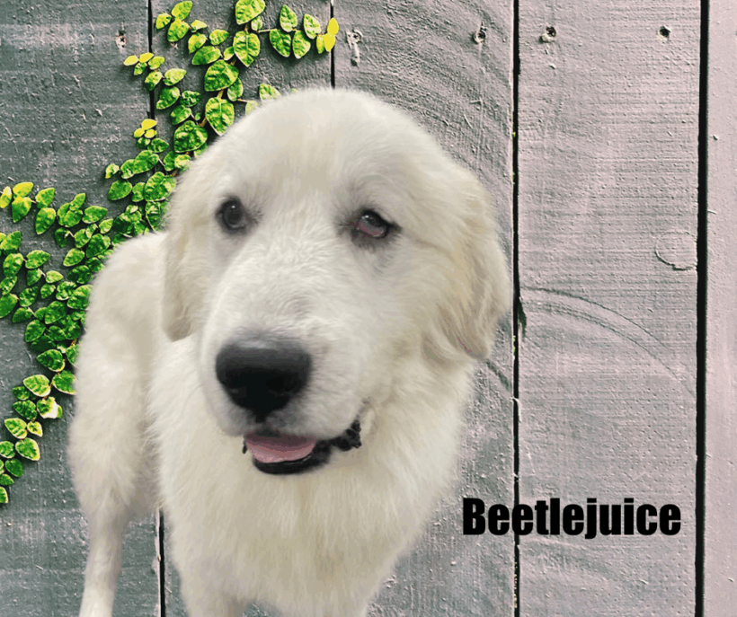 Beetlejuice