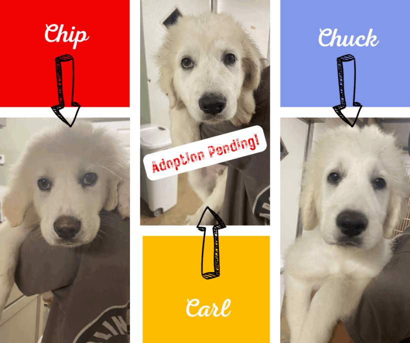 Chip