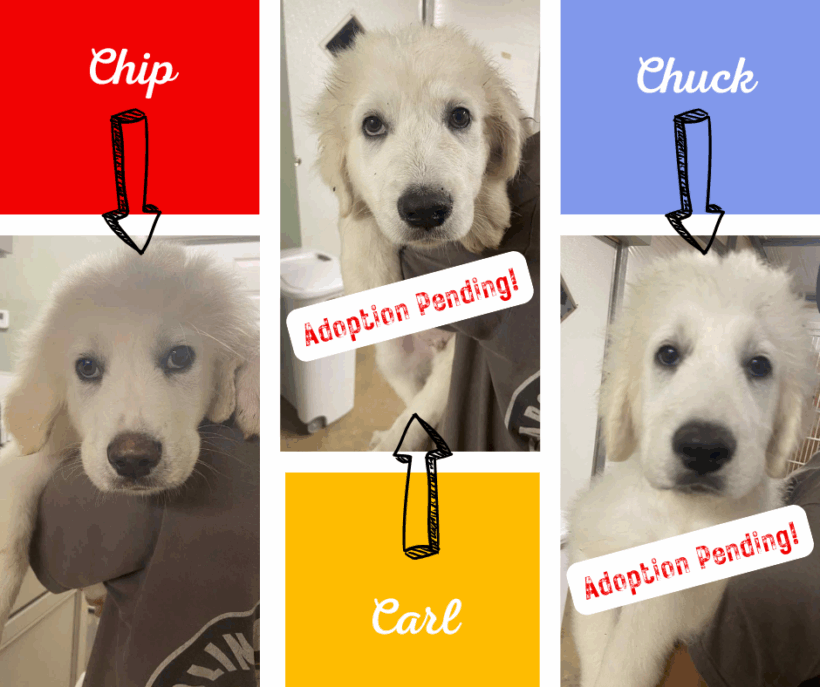 Chip