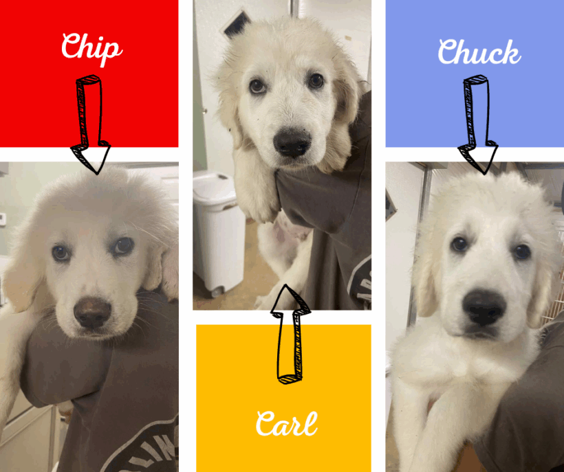 Chip, Chuck, and Carl