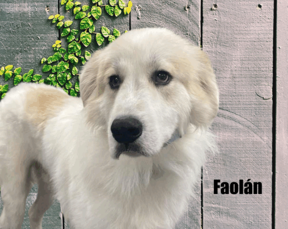 Faolán