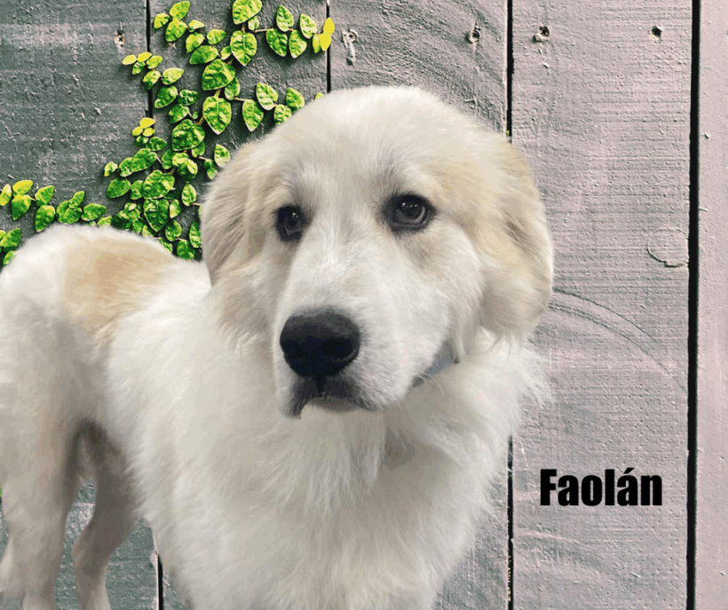 Faolán