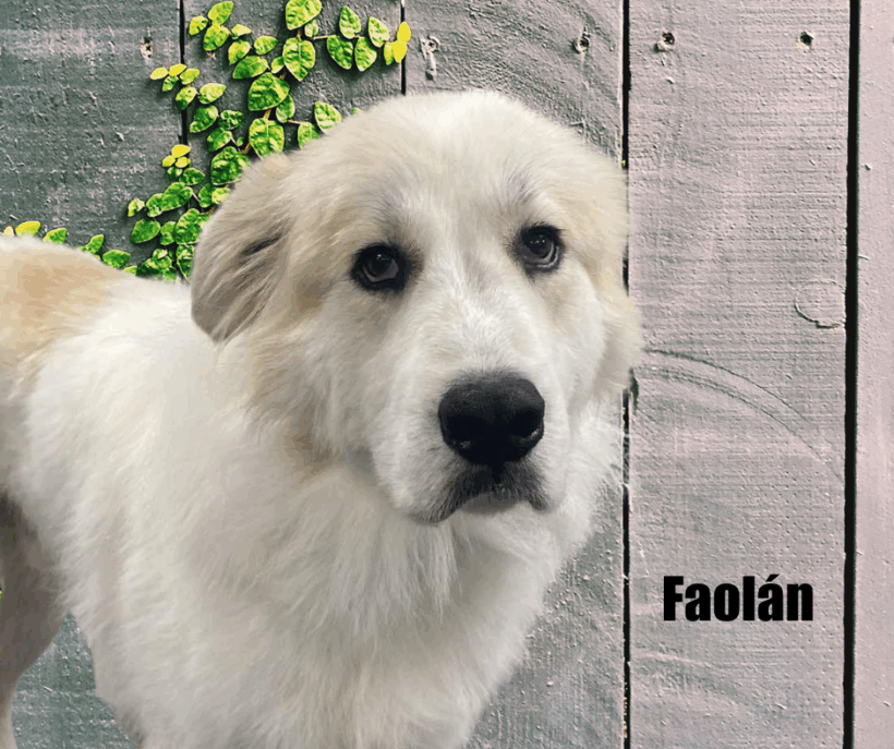 Faolán