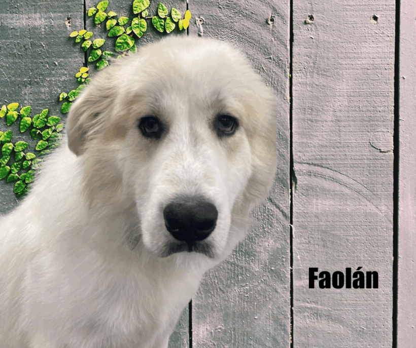 Faolán