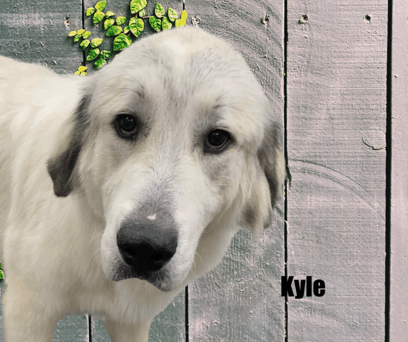 Kyle and Kiki