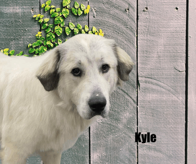 Kyle and Kiki