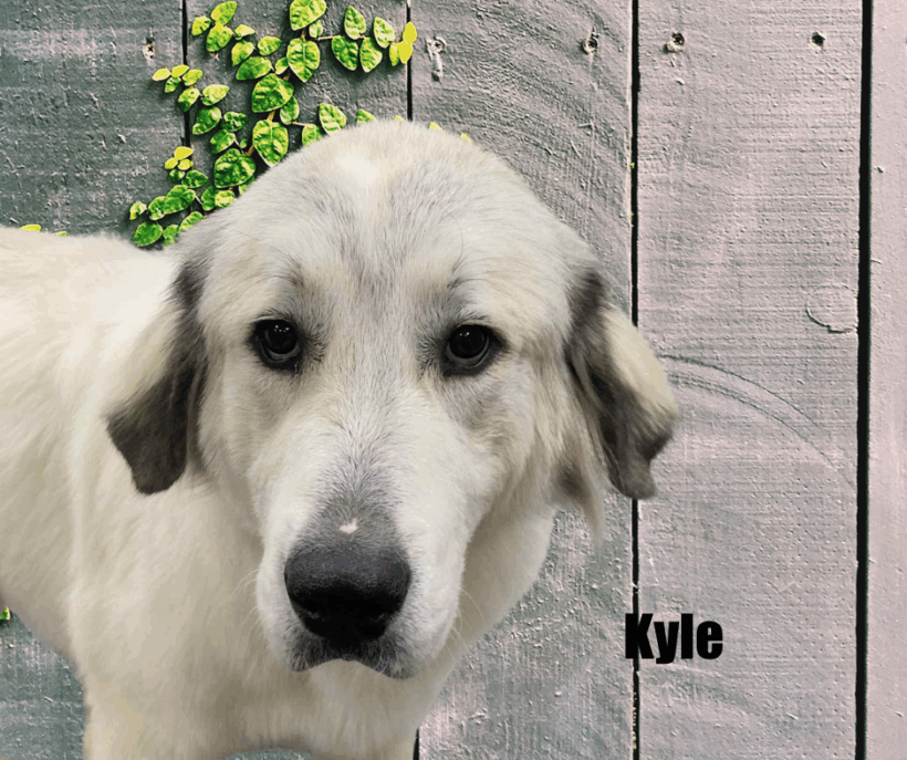 Kyle and Kiki