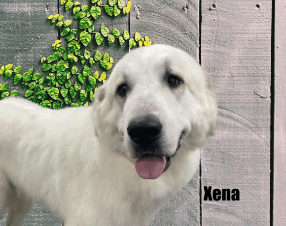 Xena