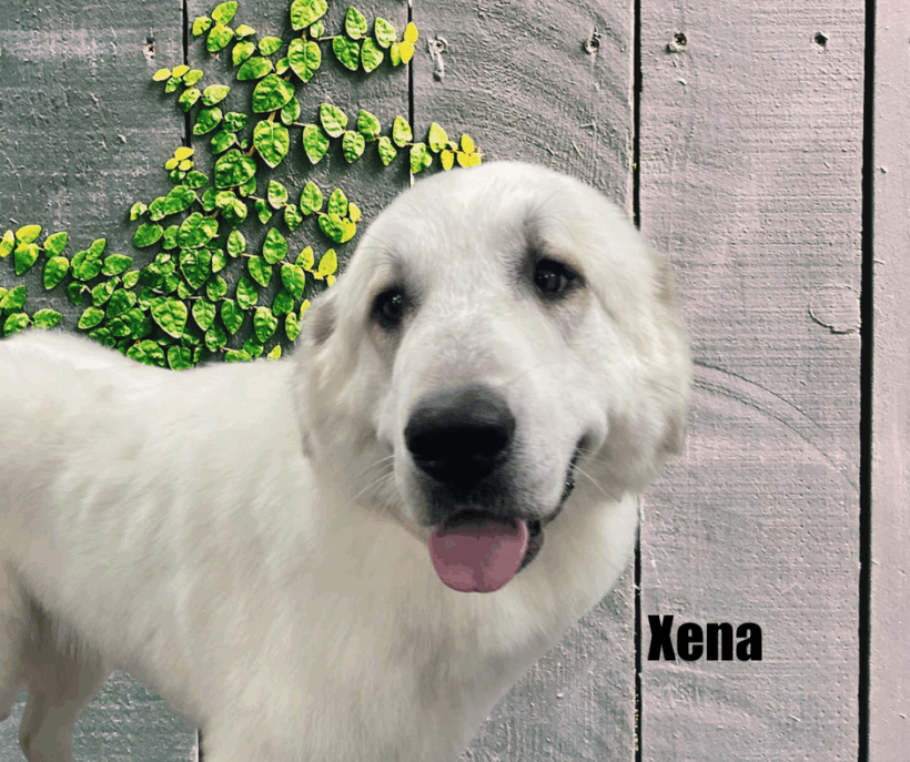 Xena