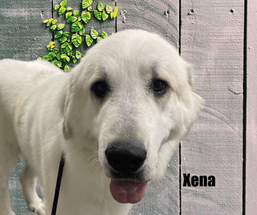Xena