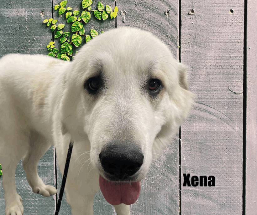 Xena